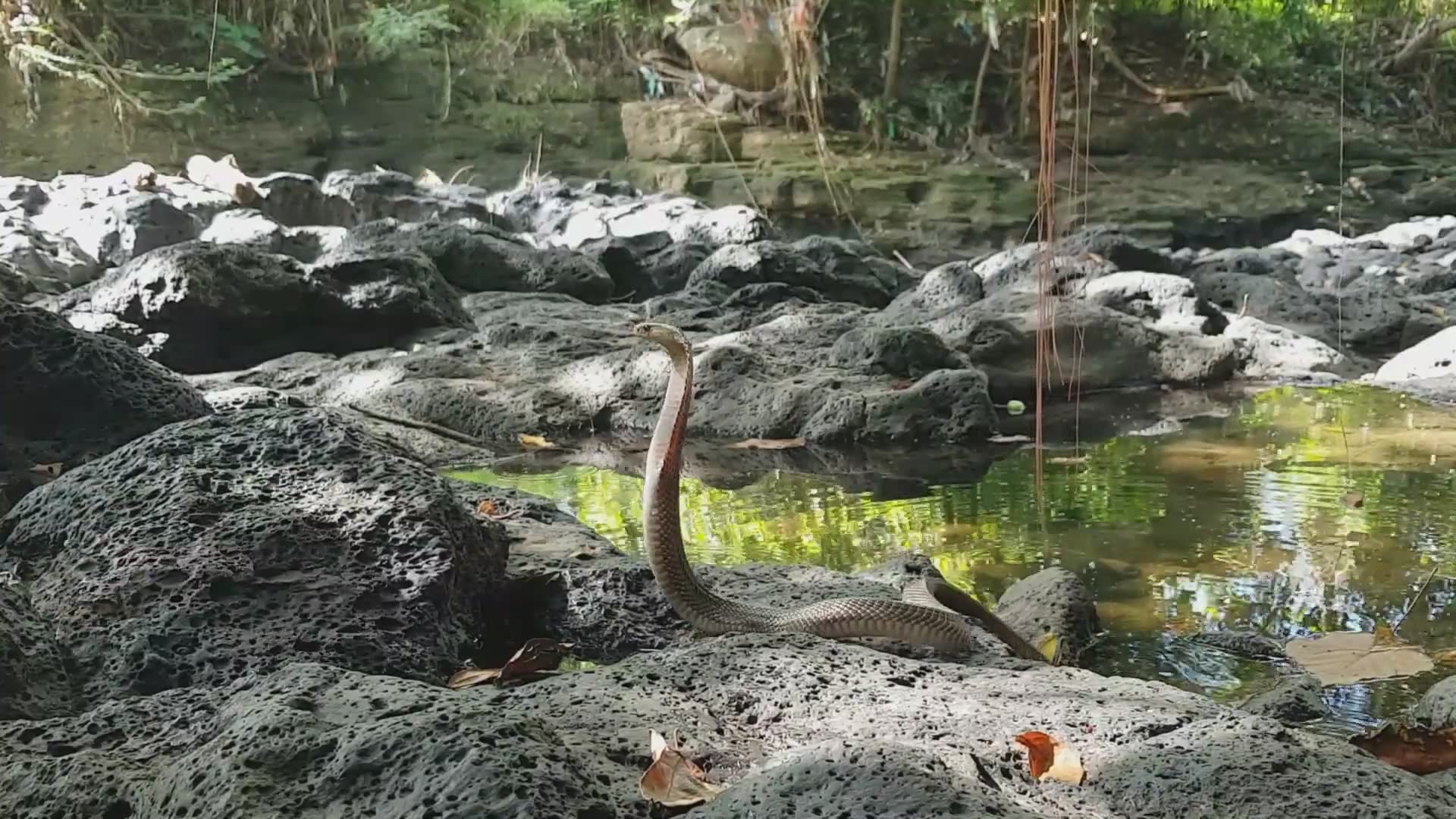 Wildlife expert faces spitting cobra balloon test