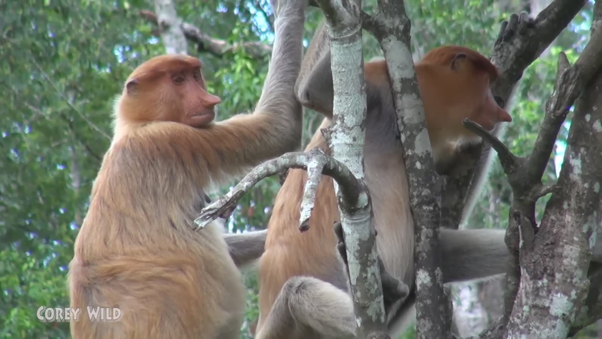 Hilarious monkey business moments that will make you laugh out loud watching primates