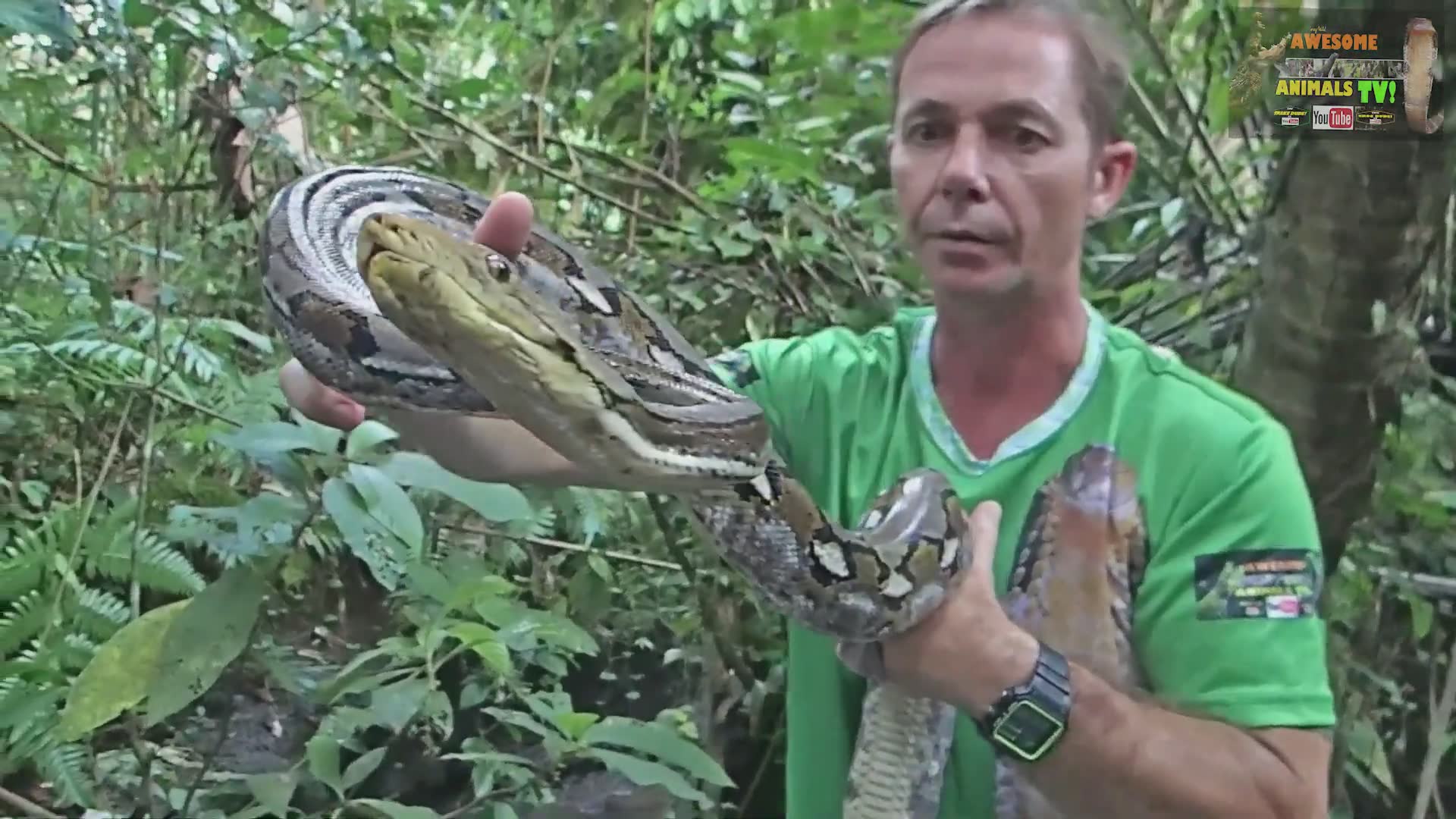 Rescuing a massive reticulated python that invaded a village and ate pet chickens