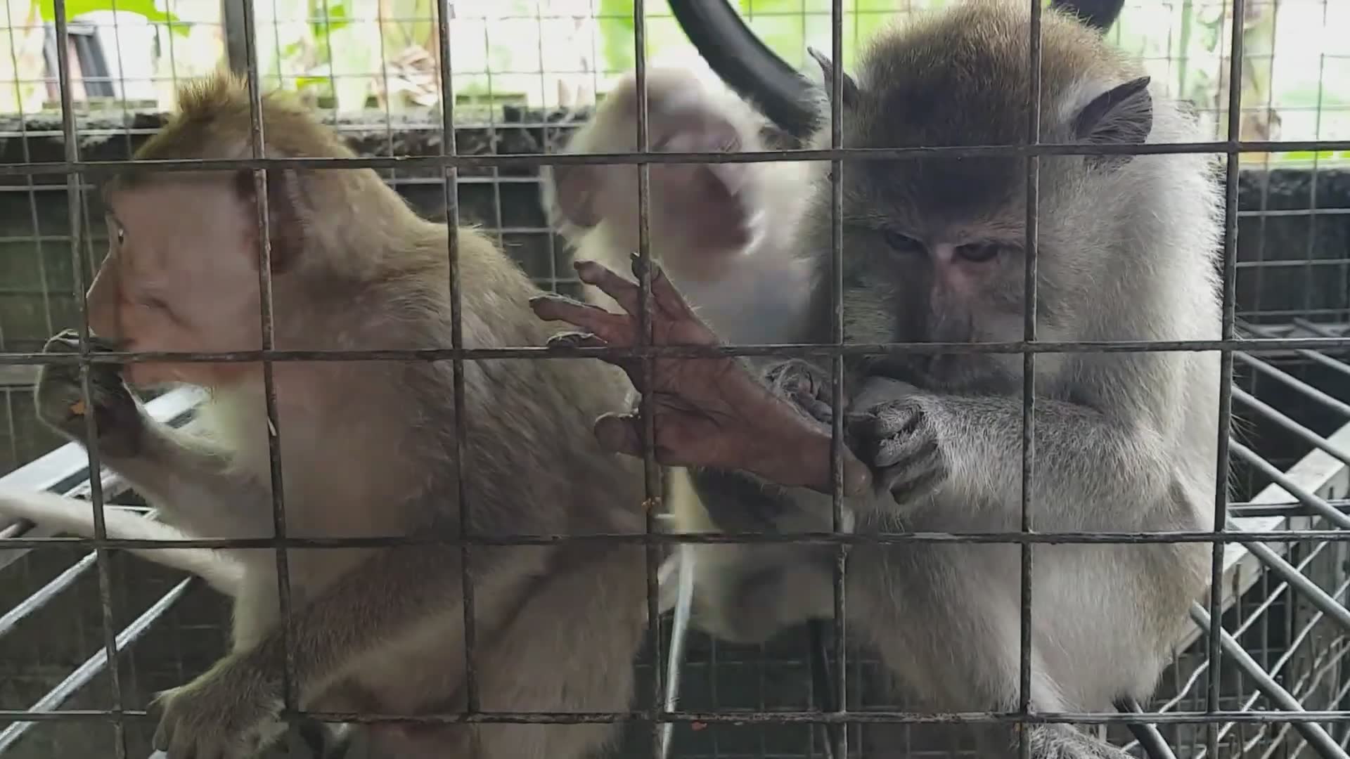 Inside the controversial world of where pet monkeys really come from in Bali