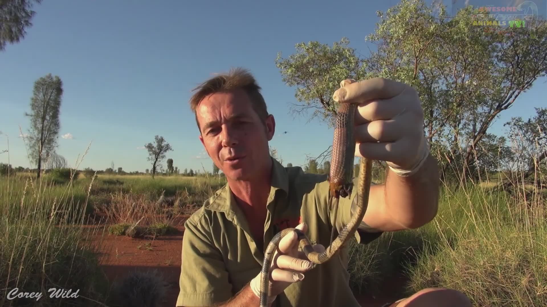 Witnessing a venomous brown snake killed by a mouse in an unexpected nature reversal