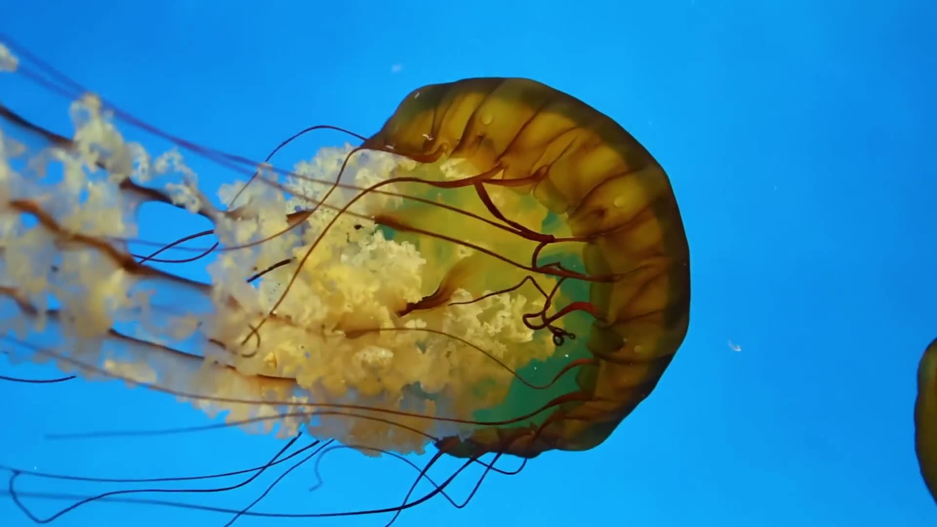Authentic photographs of deep water scenes designed to evoke oceanic dread