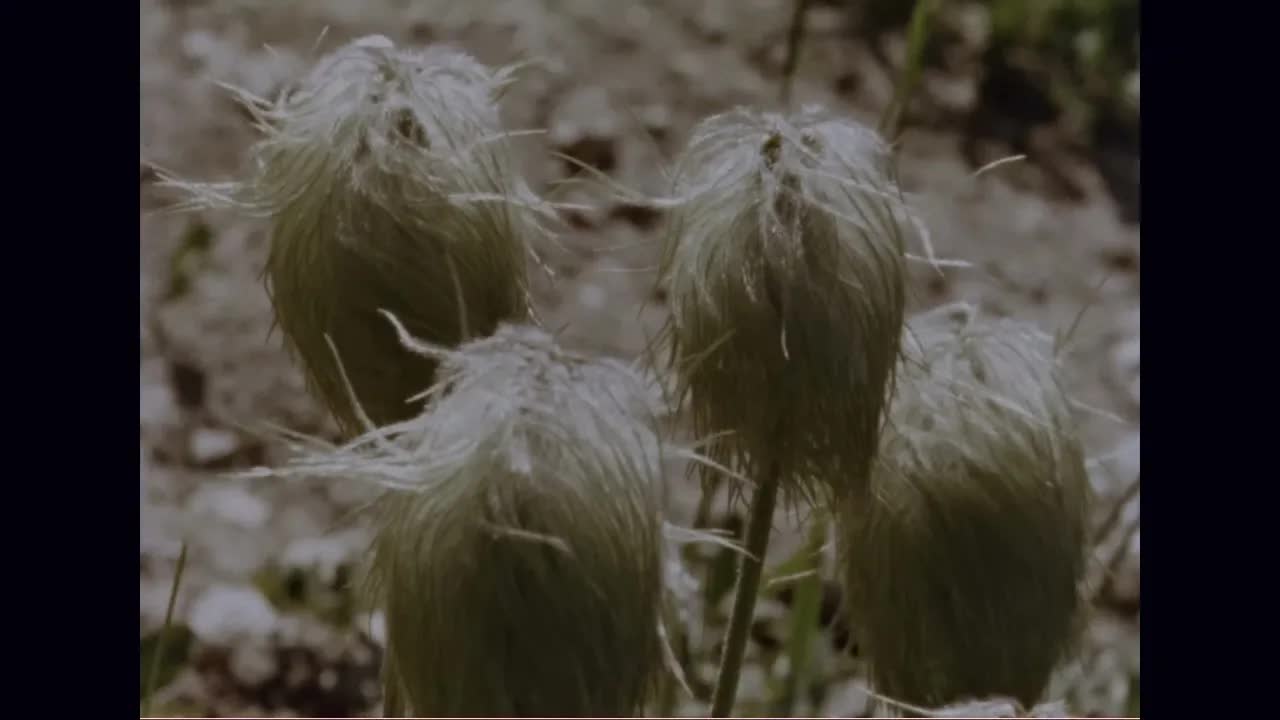 What is a Mountain? (1967)