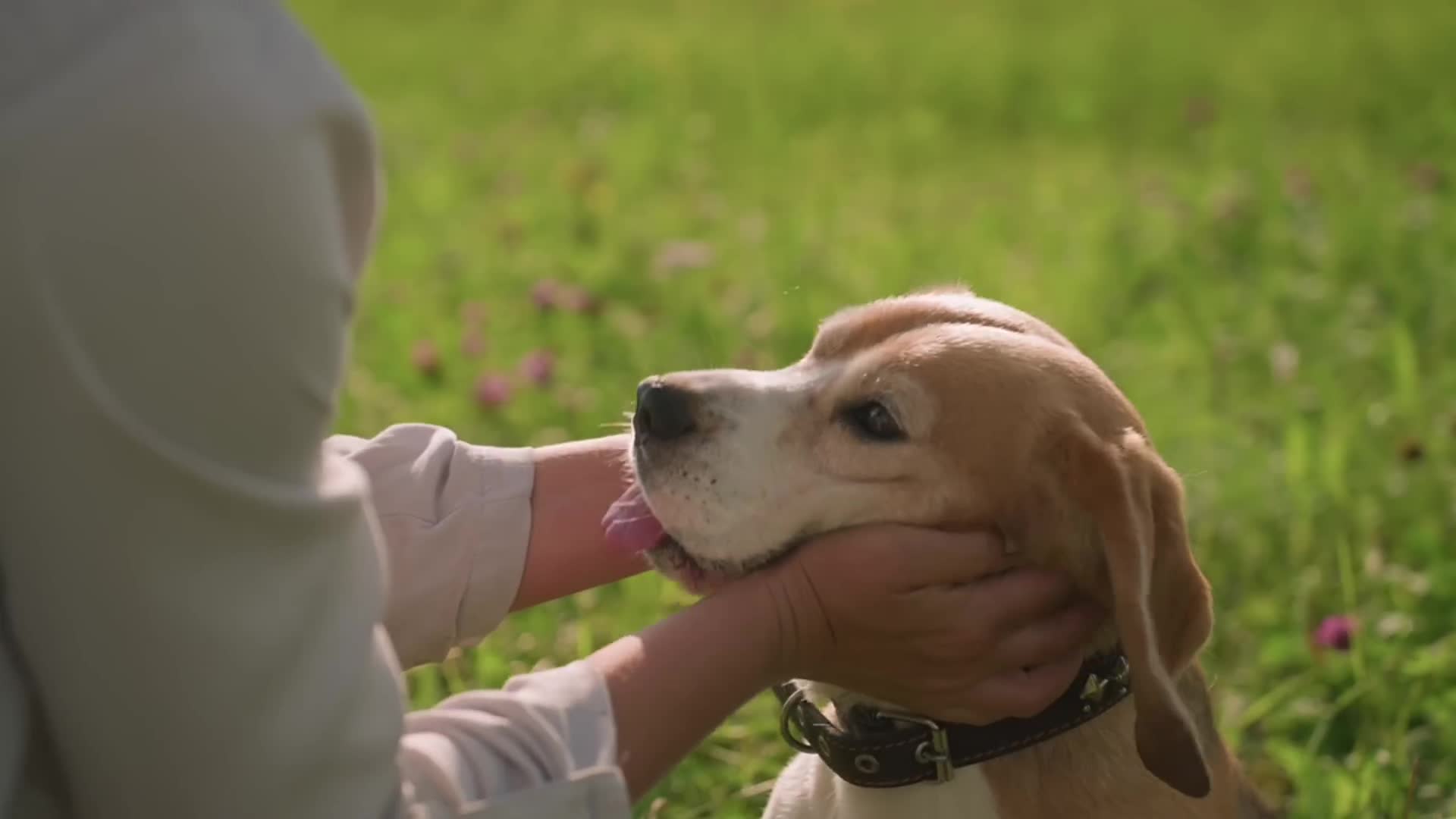 Pet ownership and longevity: scientific evidence for dogs' cardiovascular health benefits