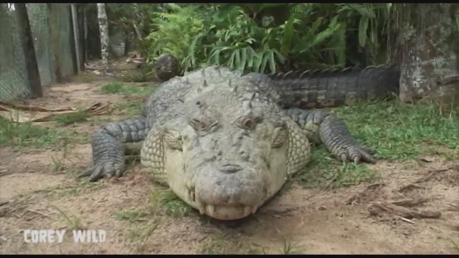 Revealing the shocking death toll from crocodile attacks on humans in Australia