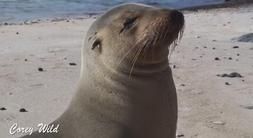 Cute funny baby animals | sea lions and baby seals