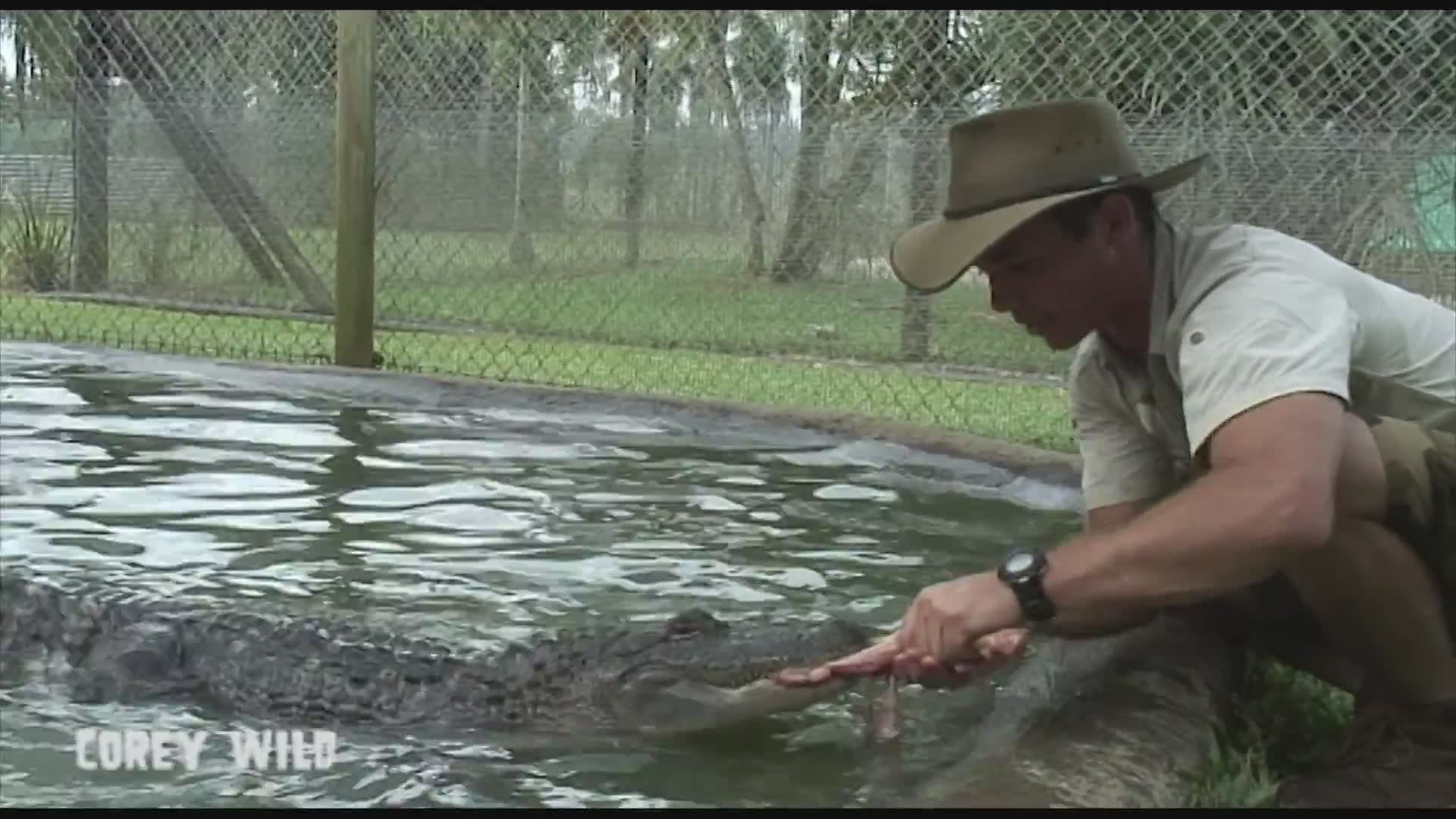 American alligator vs man