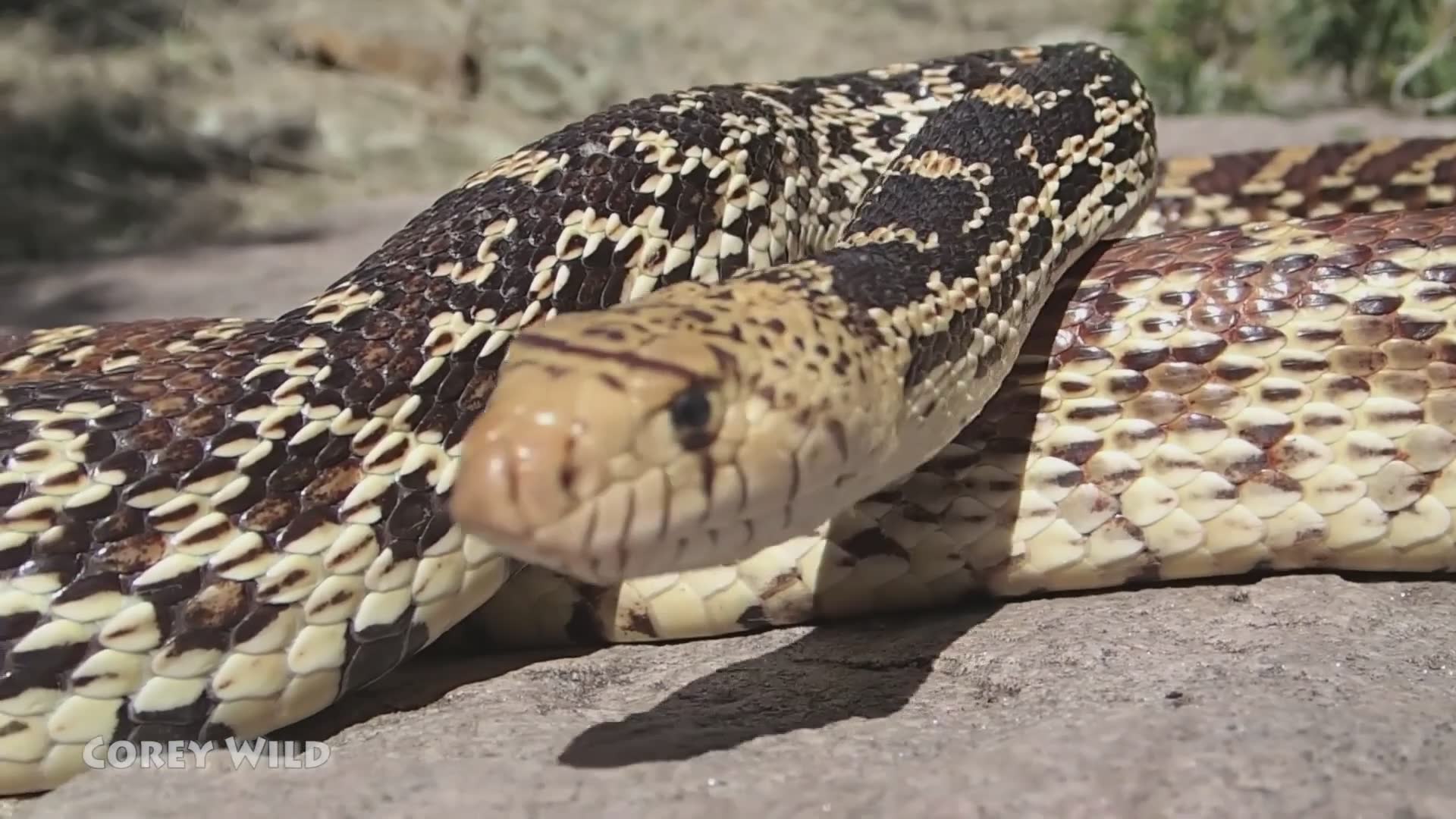 Snake in the USA venomous | bull snake and coach whip snake reptiles