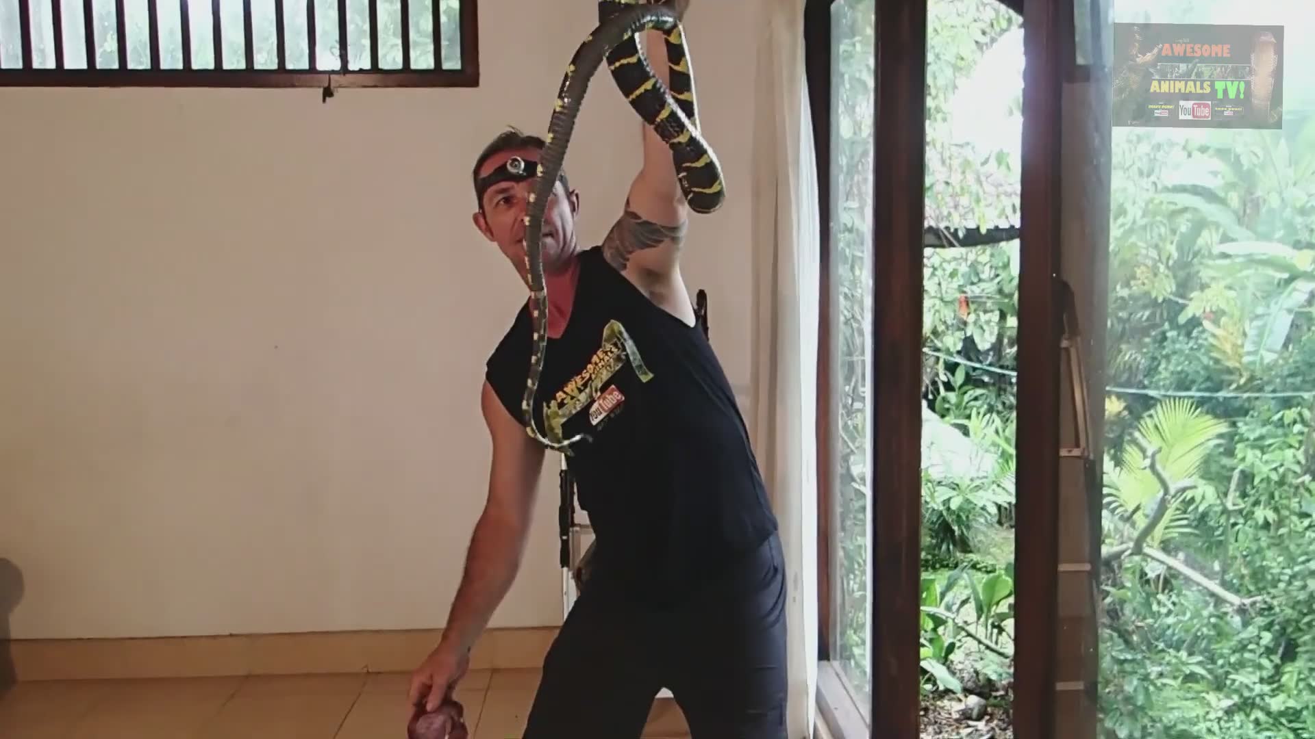 Evaluating boiga mangrove snake bites and understanding their venomous capabilities
