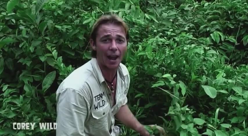 Attempting primitive tarantula fishing as a survival food gathering technique