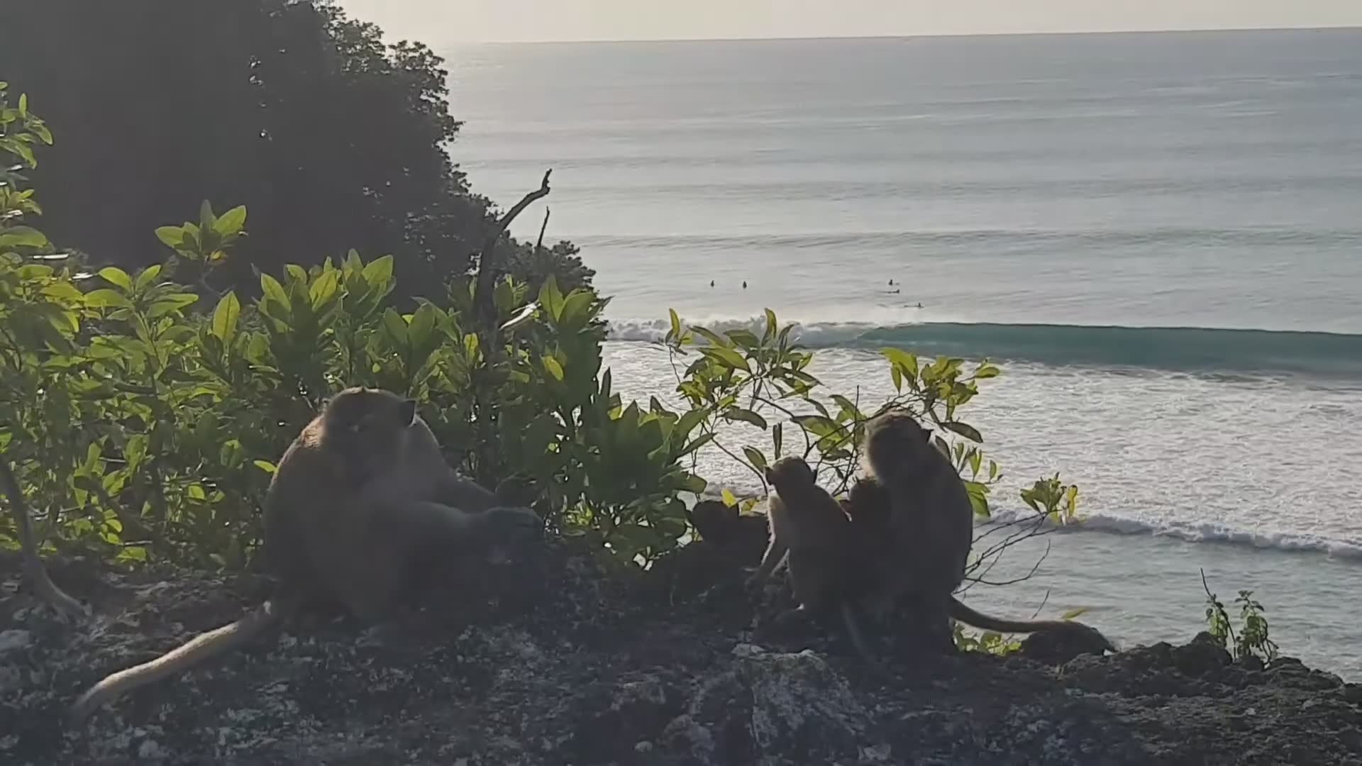 Showcasing surf-loving monkeys playing and riding waves at tropical beaches