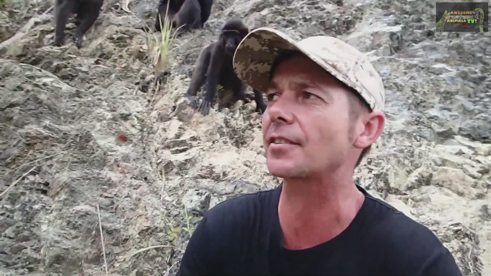 Studying black crested macaque monkeys and their funny behaviors in the wild
