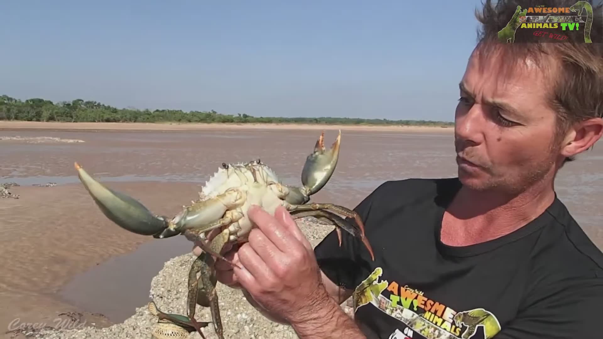 Catching giant mud crabs while learning about species sizes in survival situations
