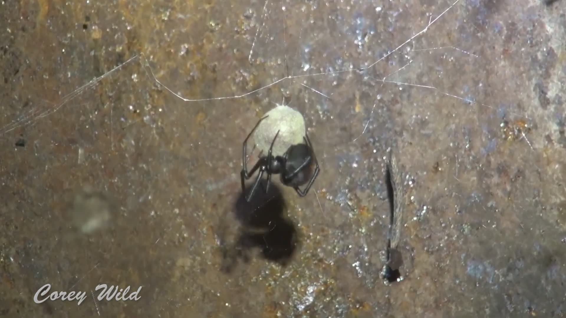 Comparing red back and black widow spider bites and treatment