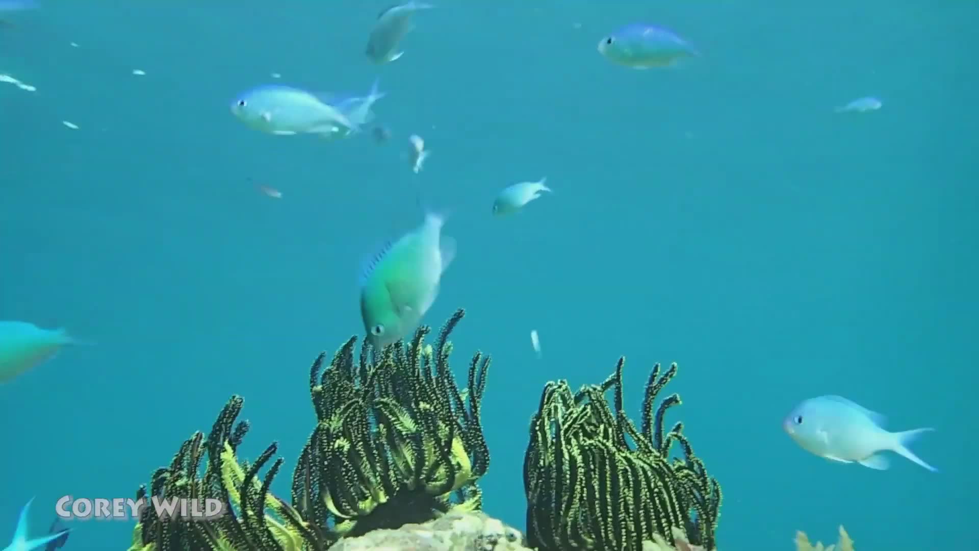 Exploring vibrant Philippine coral reefs and conservation efforts