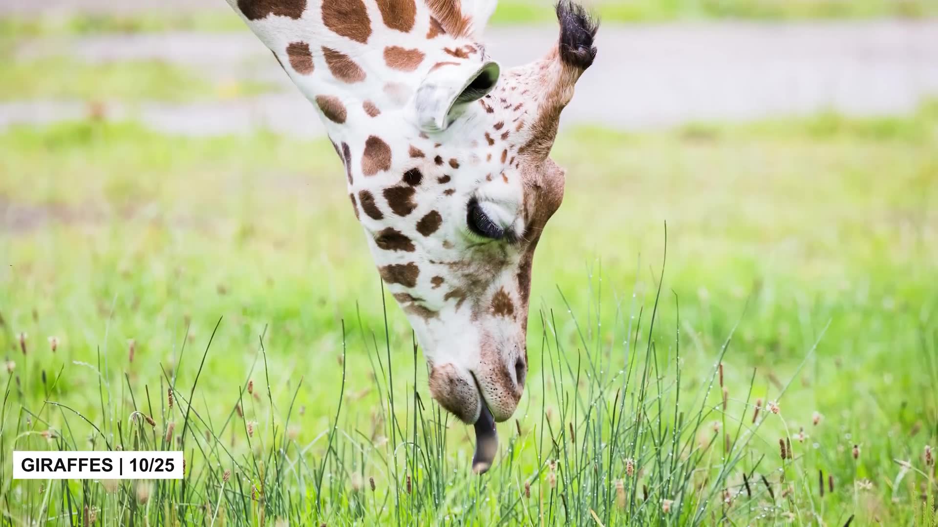 Strange animal facts that will surprise you