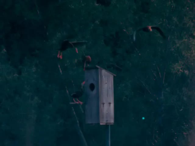 [Home Movies: Waterfowl 2, 1960s, silent]