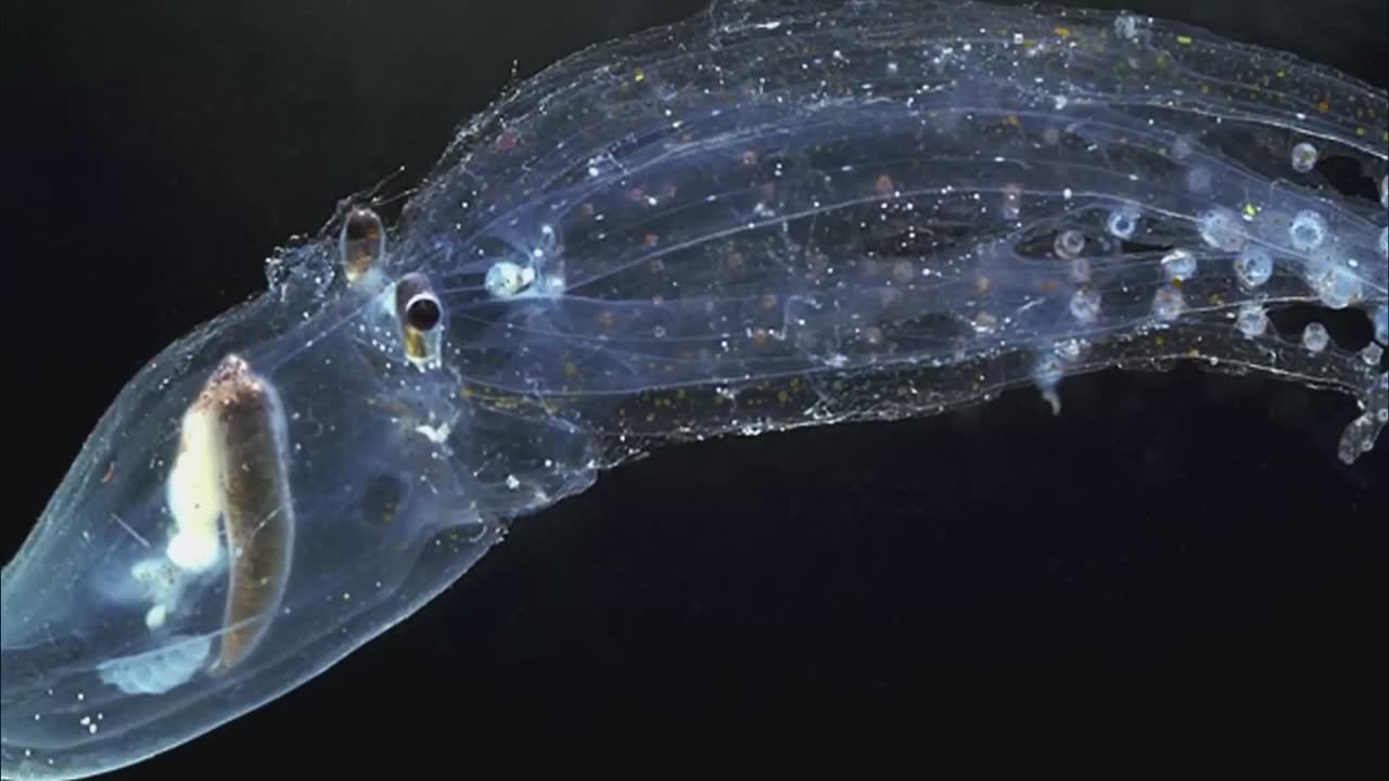 Awesome animals you won't believe actually exist