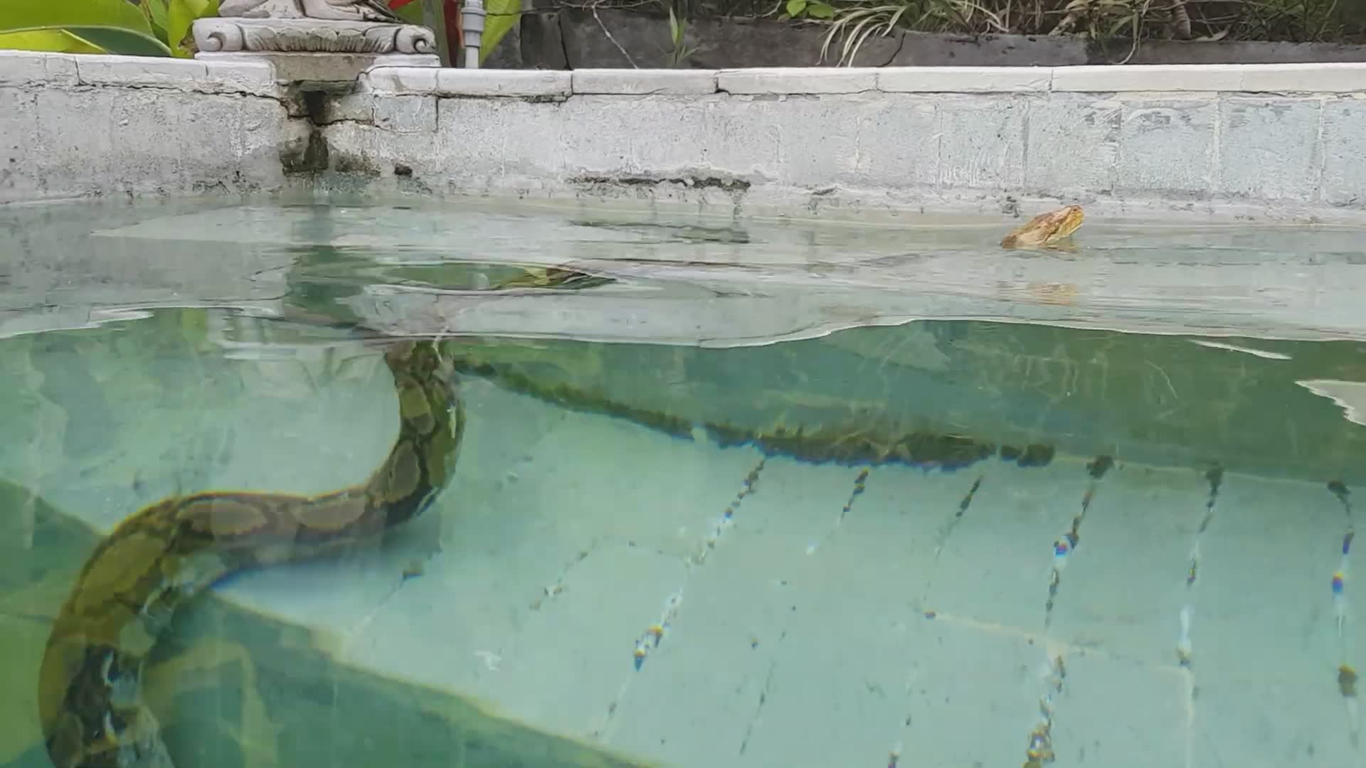 Unexpected discovery of large pythons swimming in residential pool