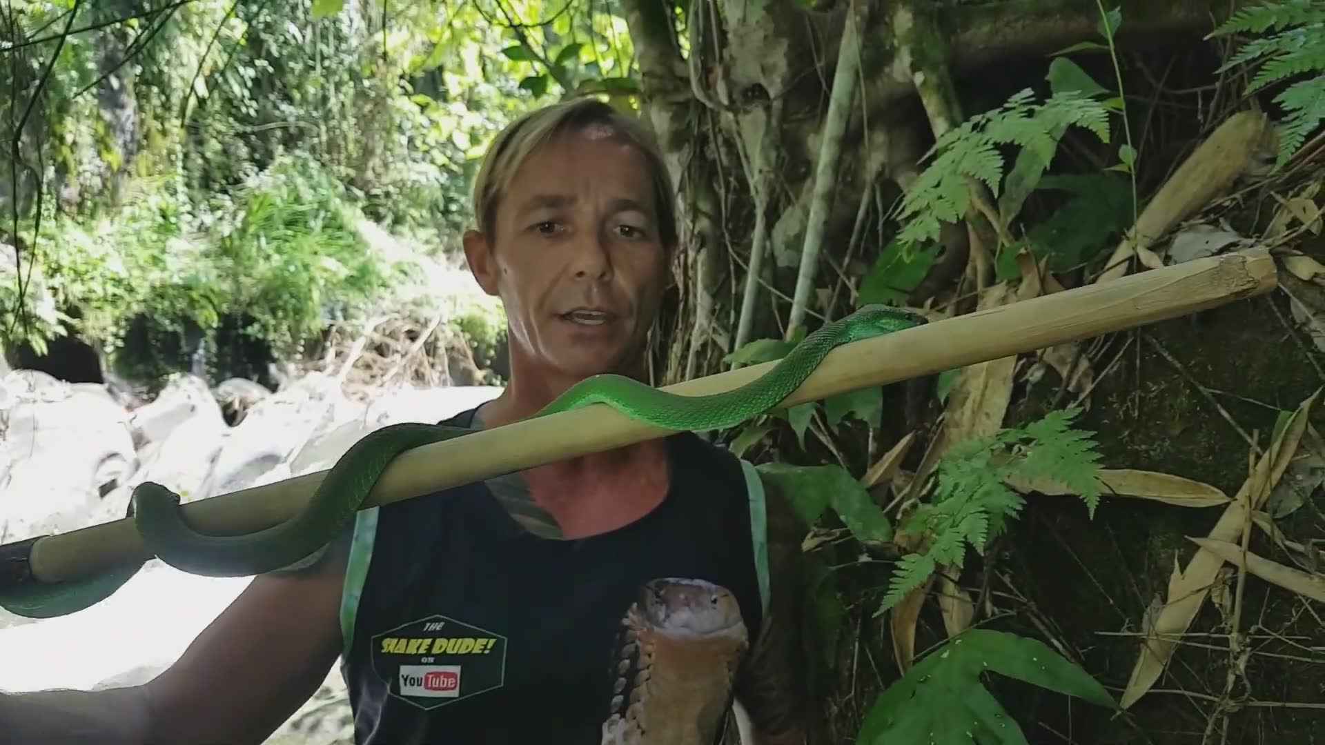 Essential facts about pit viper behavior and identification