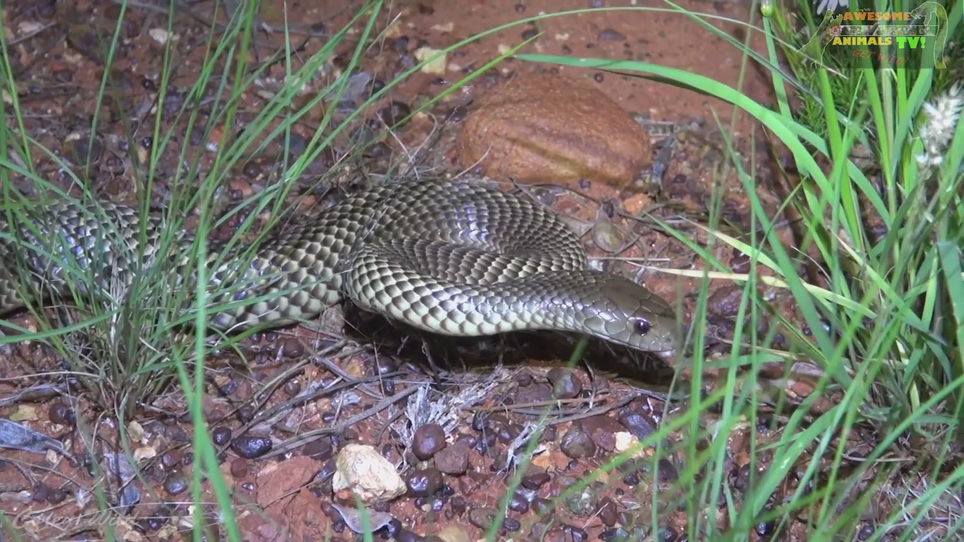 Finding deadly brown snakes responsible for human fatalities