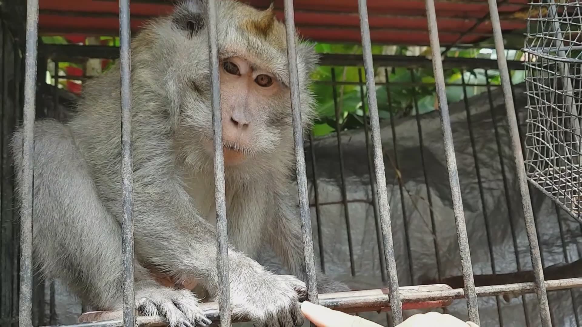 Exposing the dark reality behind the exotic pet monkey trade