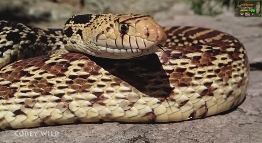 Finding native American snake species including rattlesnakes