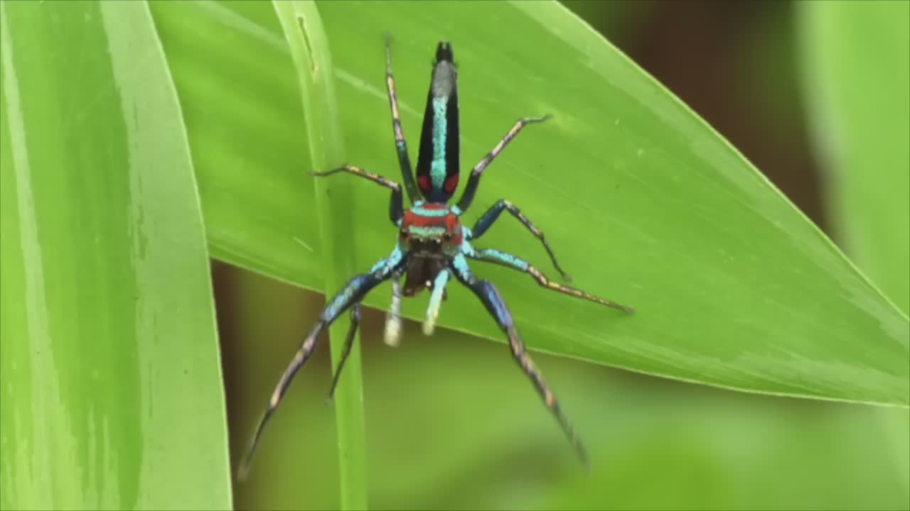 Adorable spiders that are not as scary as you think