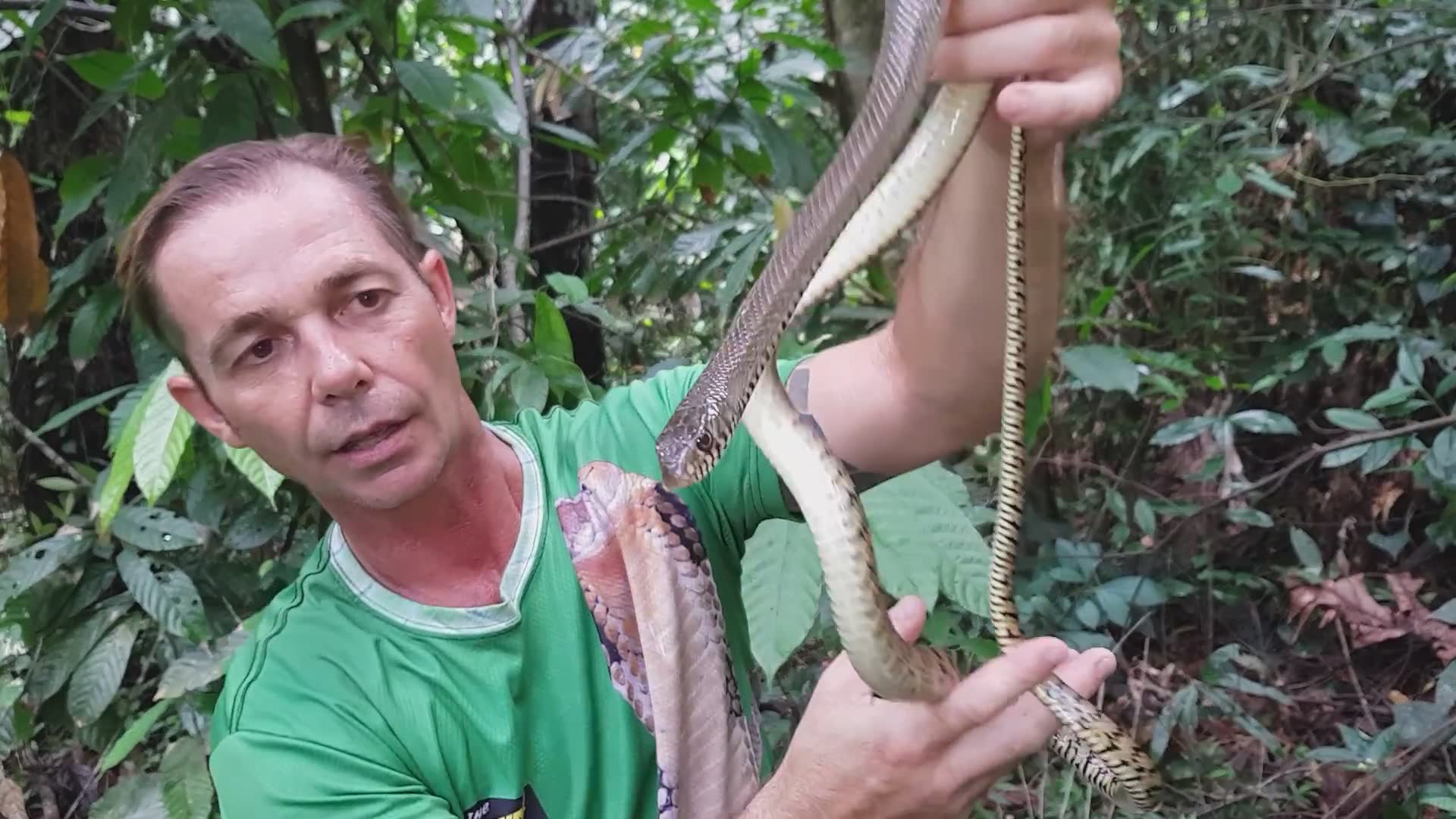 Remote jungle expedition seeking rare and venomous snake species