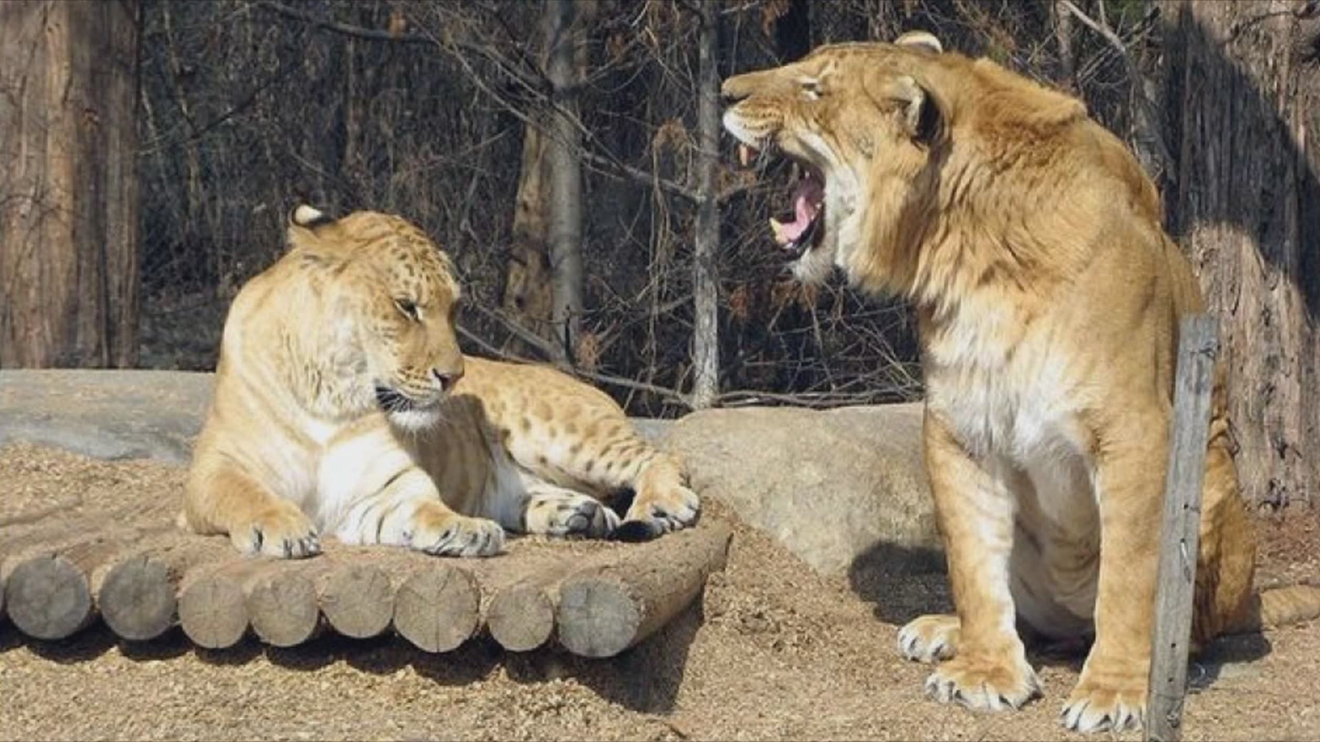 Animals that are larger than you realize