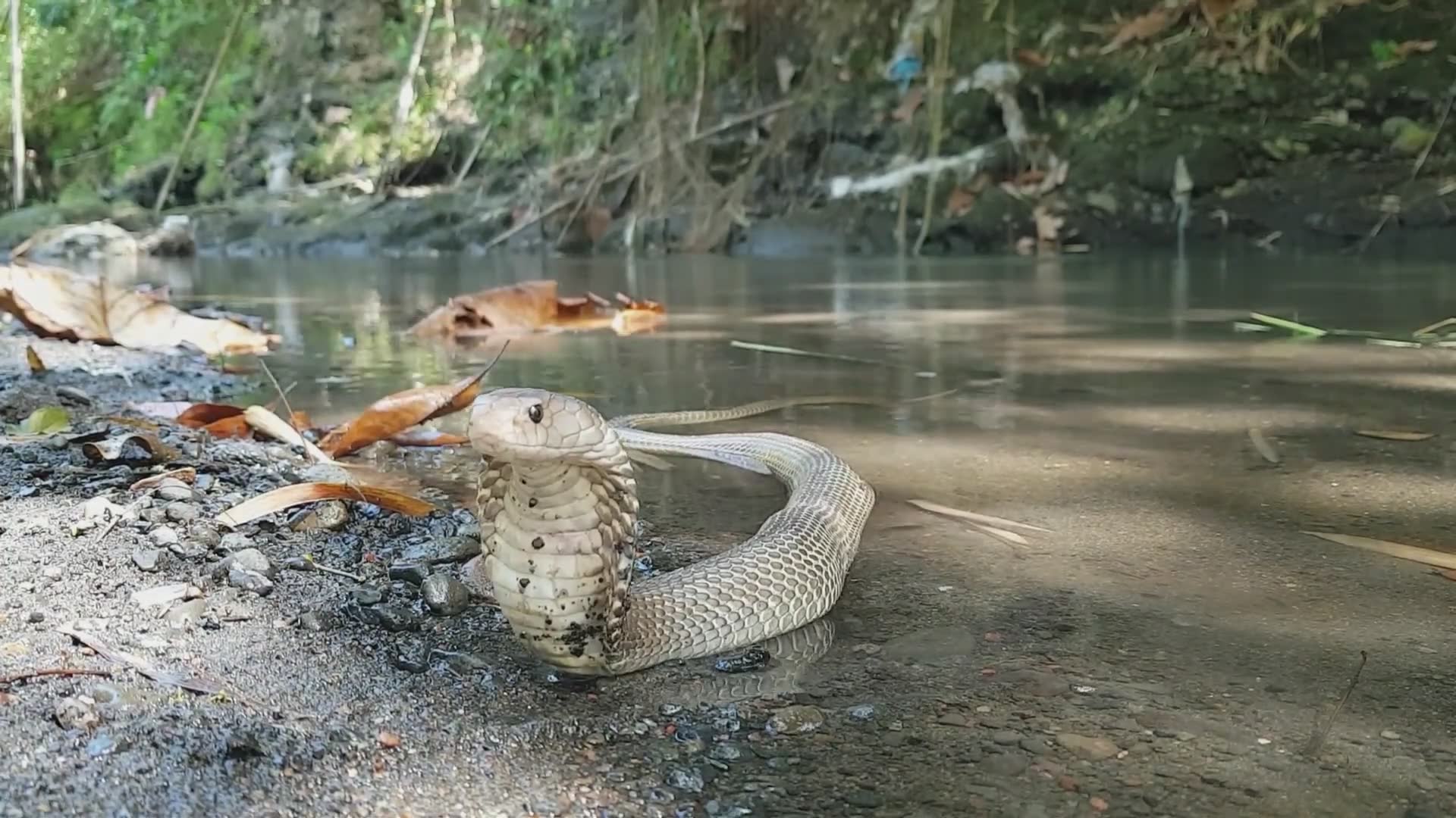 Spitting cobra defends itself by spraying venom at perceived threat