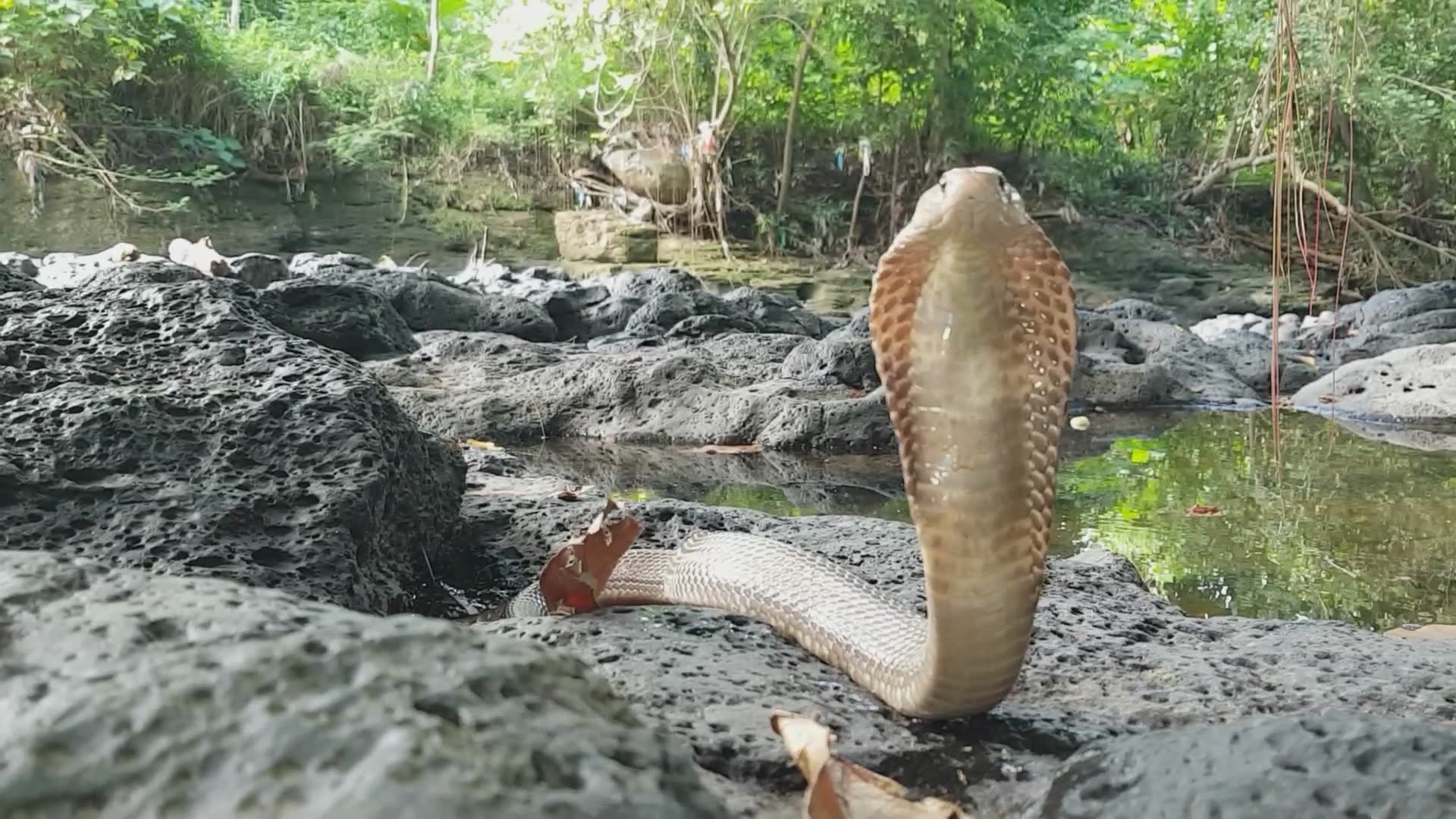 Close encounter with defensive Javan spitting cobra in Indonesia