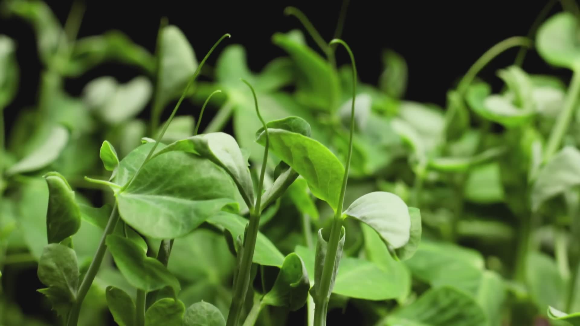 Understanding oxalates in food and who should be concerned