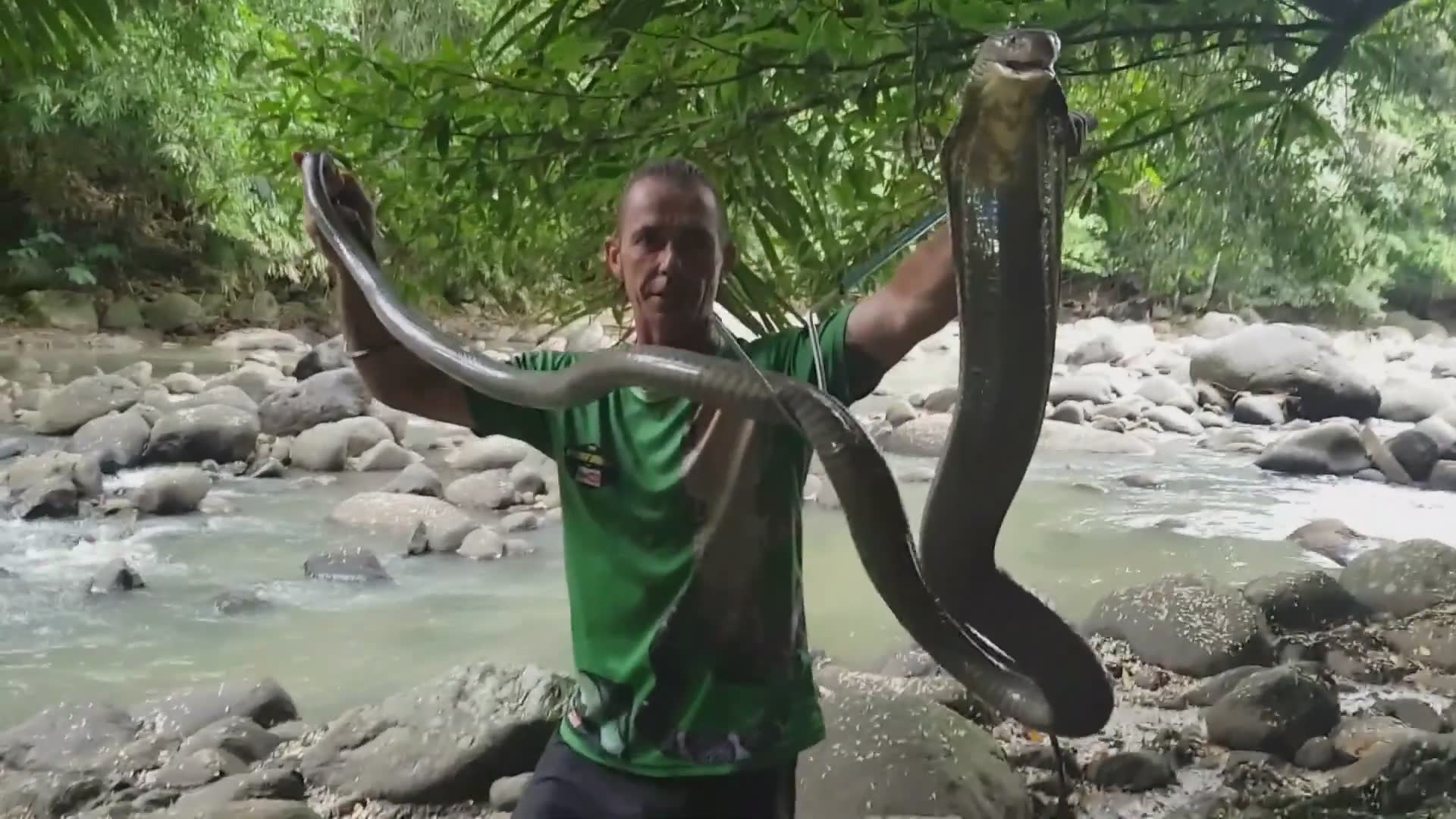 Documenting the largest king cobra specimen ever encountered
