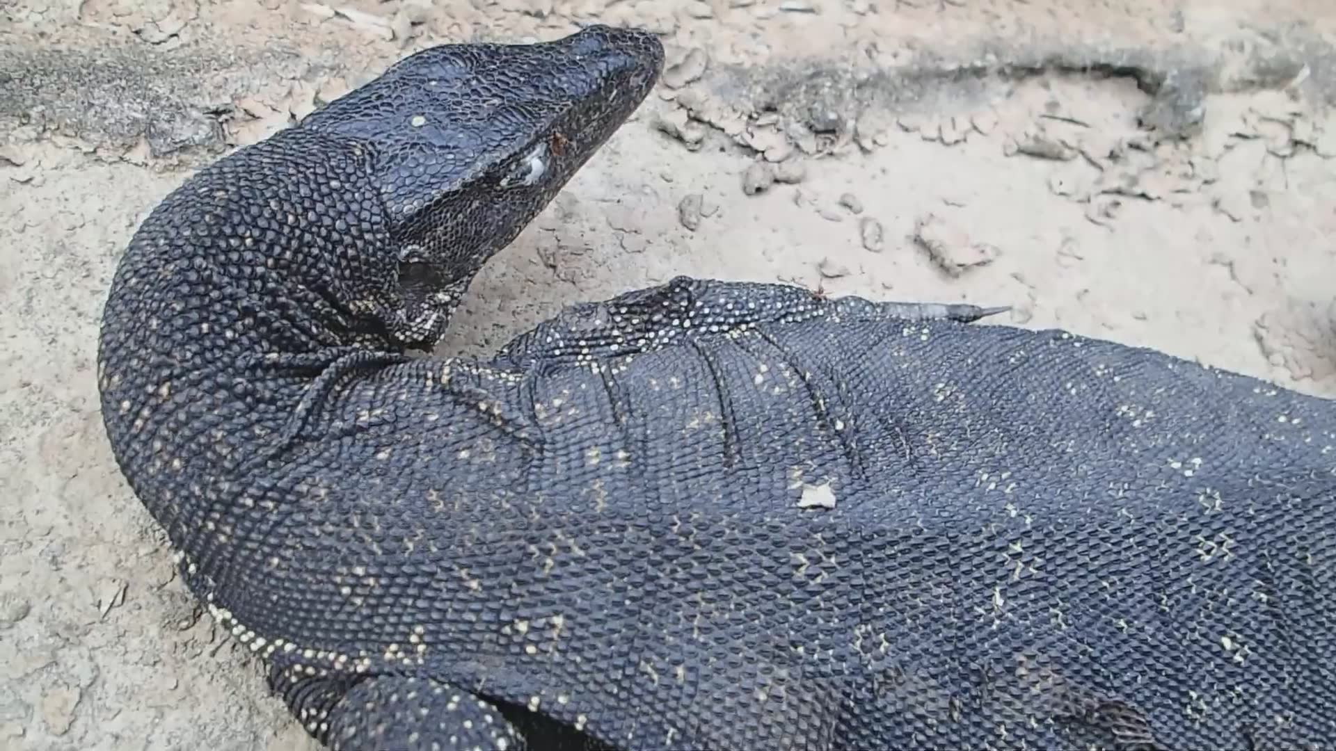 Monitor lizard displaying unusual and comical behavior