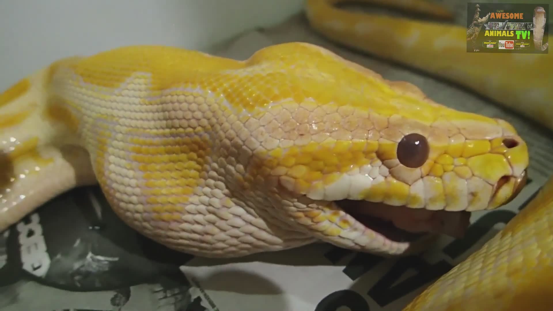Providing chicken as alternative food source for captive snakes