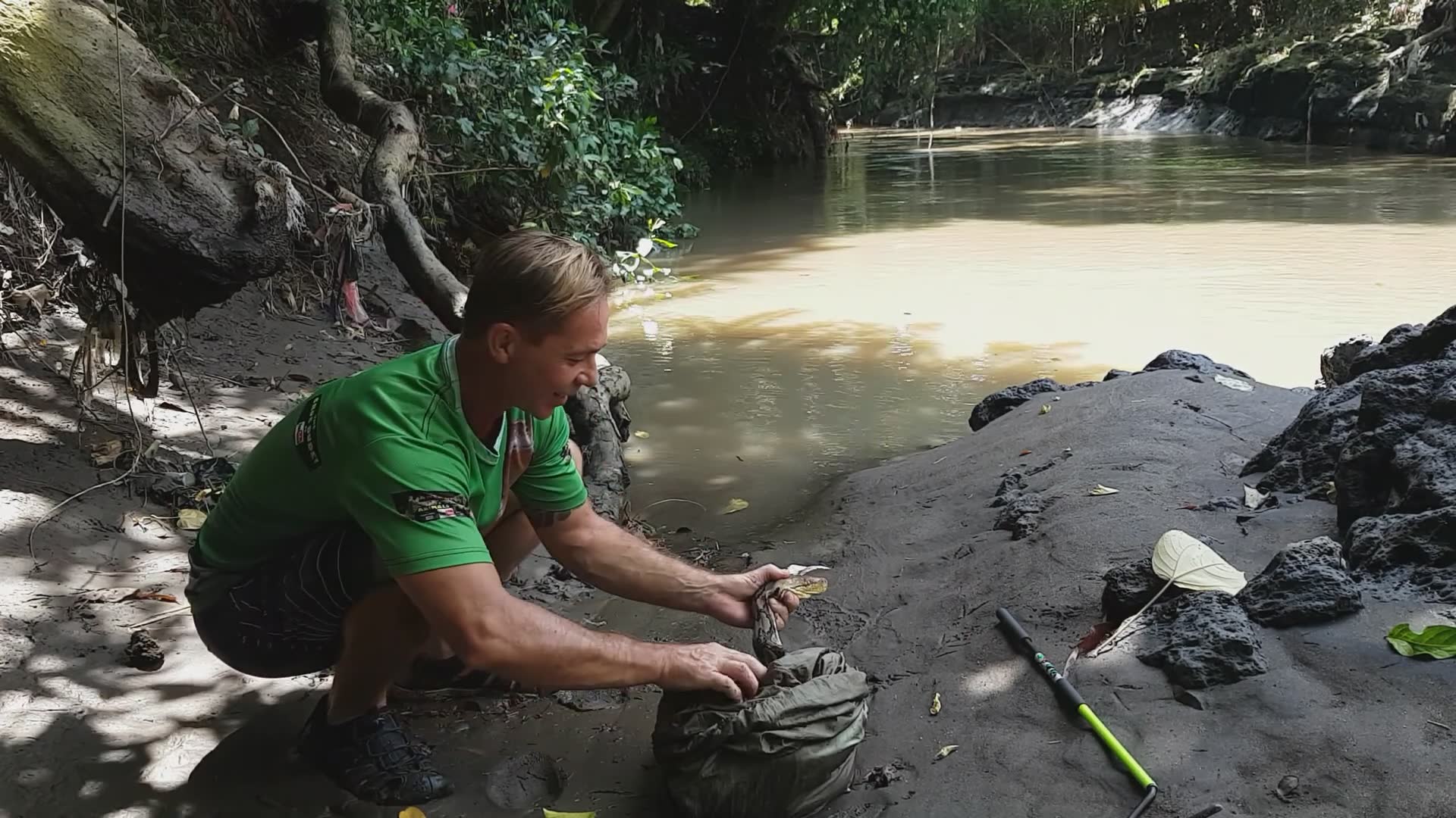 Compilation of aggressive snake defensive behaviors