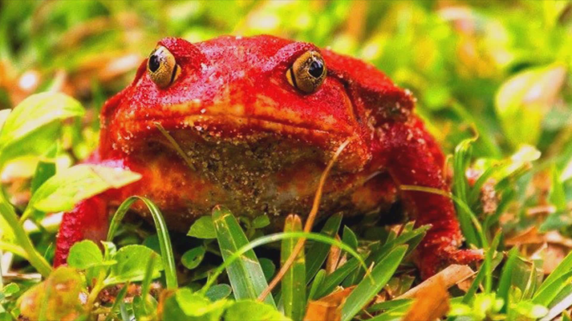 Amazing red animals you need to see to believe
