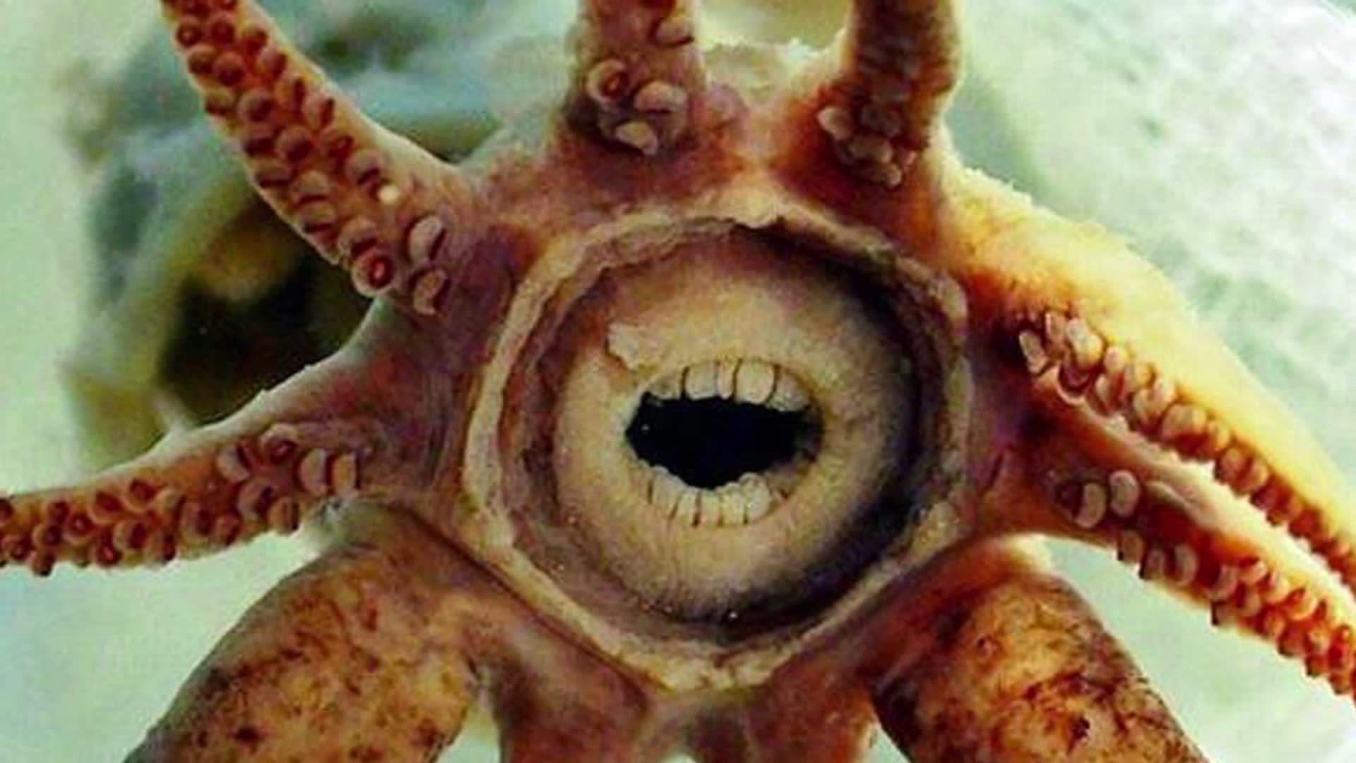 Animals that prove Mother Nature has an awesome sense of humor