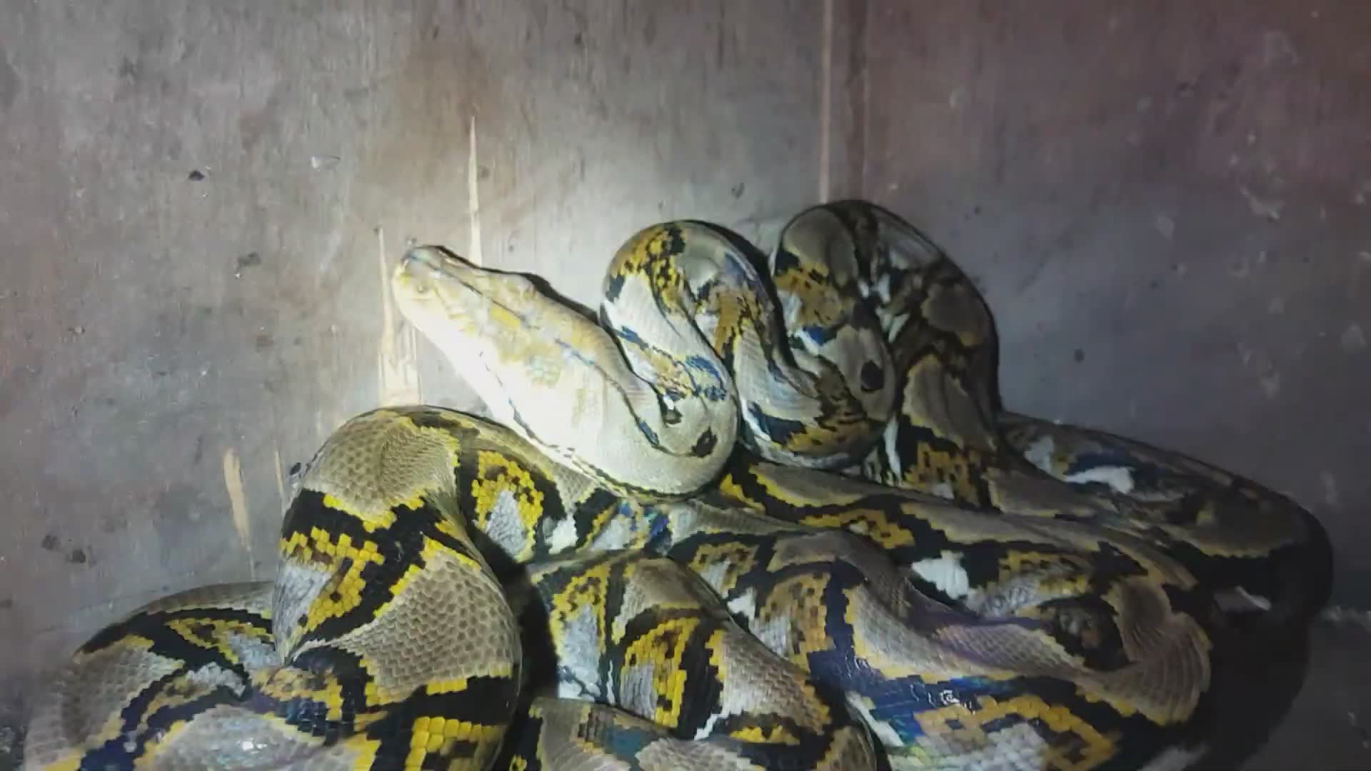 Important safety information about large snake bite risks