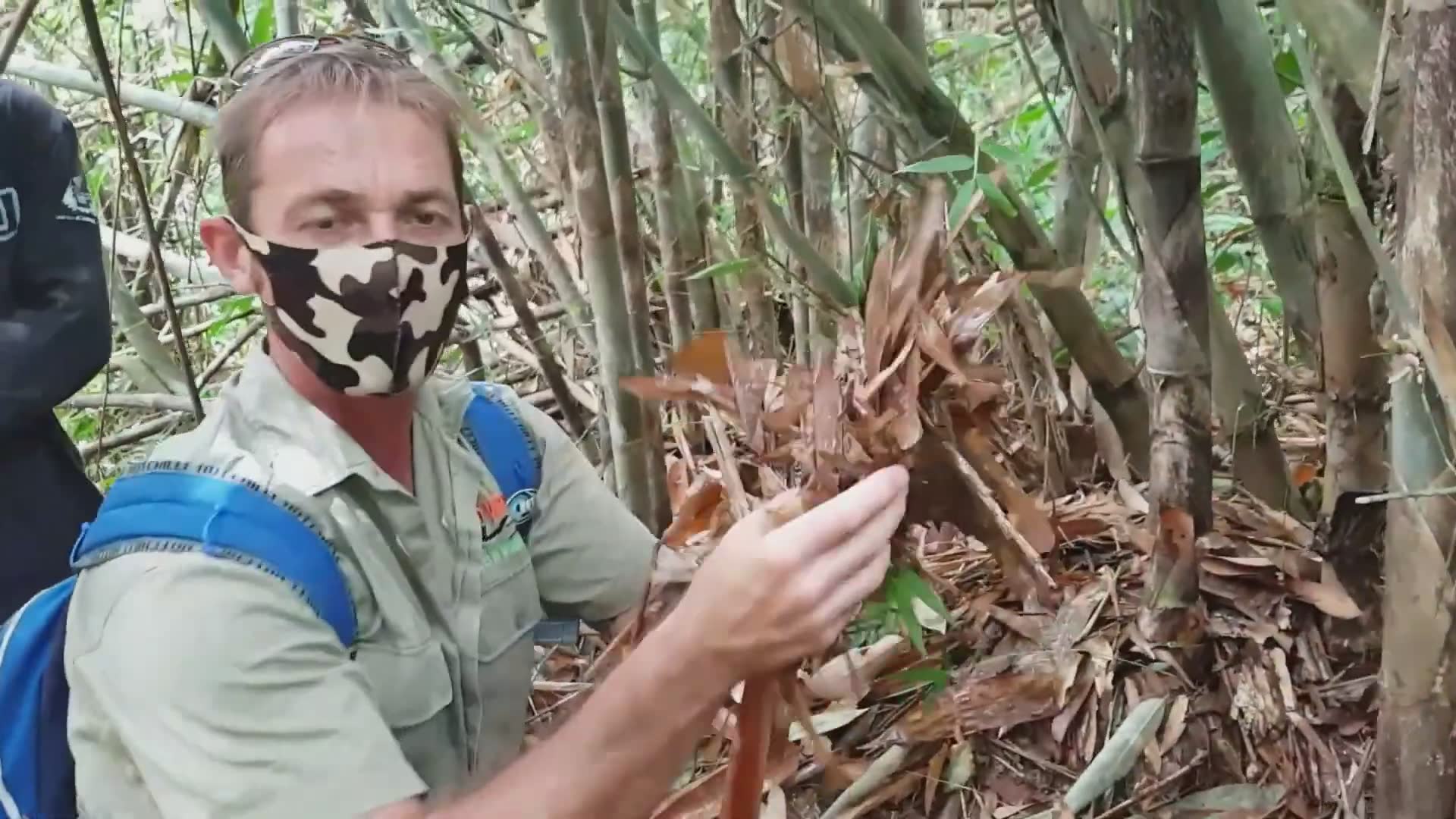 Adventure expedition seeking wild king cobras in jungle