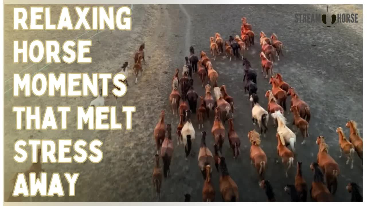 Relaxing Horse Moments That Melt Stress Away