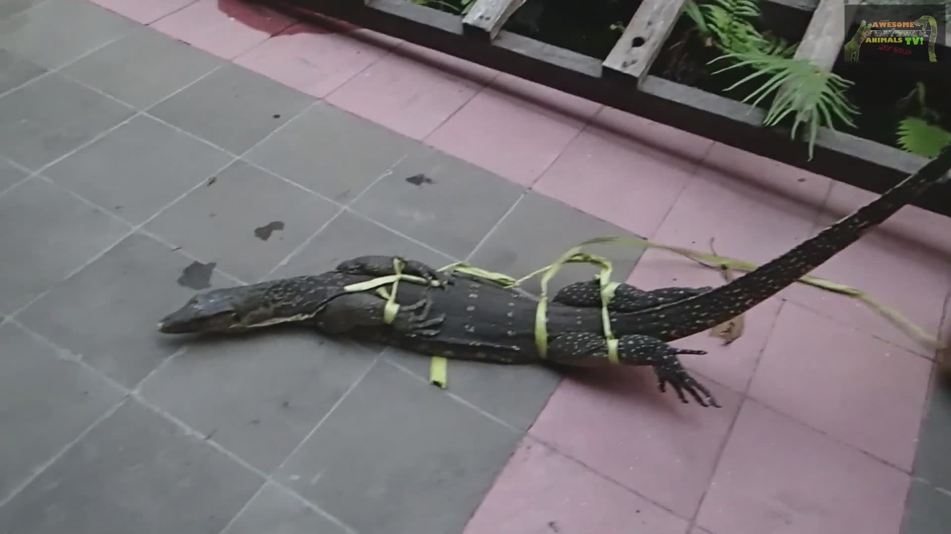 Reptile survey discovering snakes and lizards in Bali