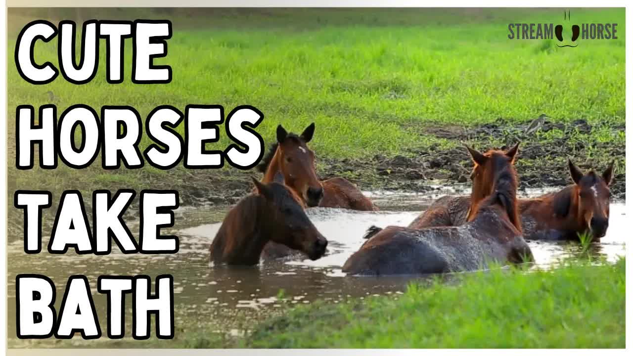 Enjoy These Horses Bathing Together 💦🐎