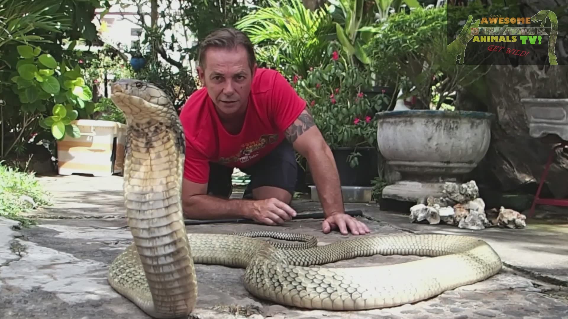 Tracking down and handling exceptionally large king cobra