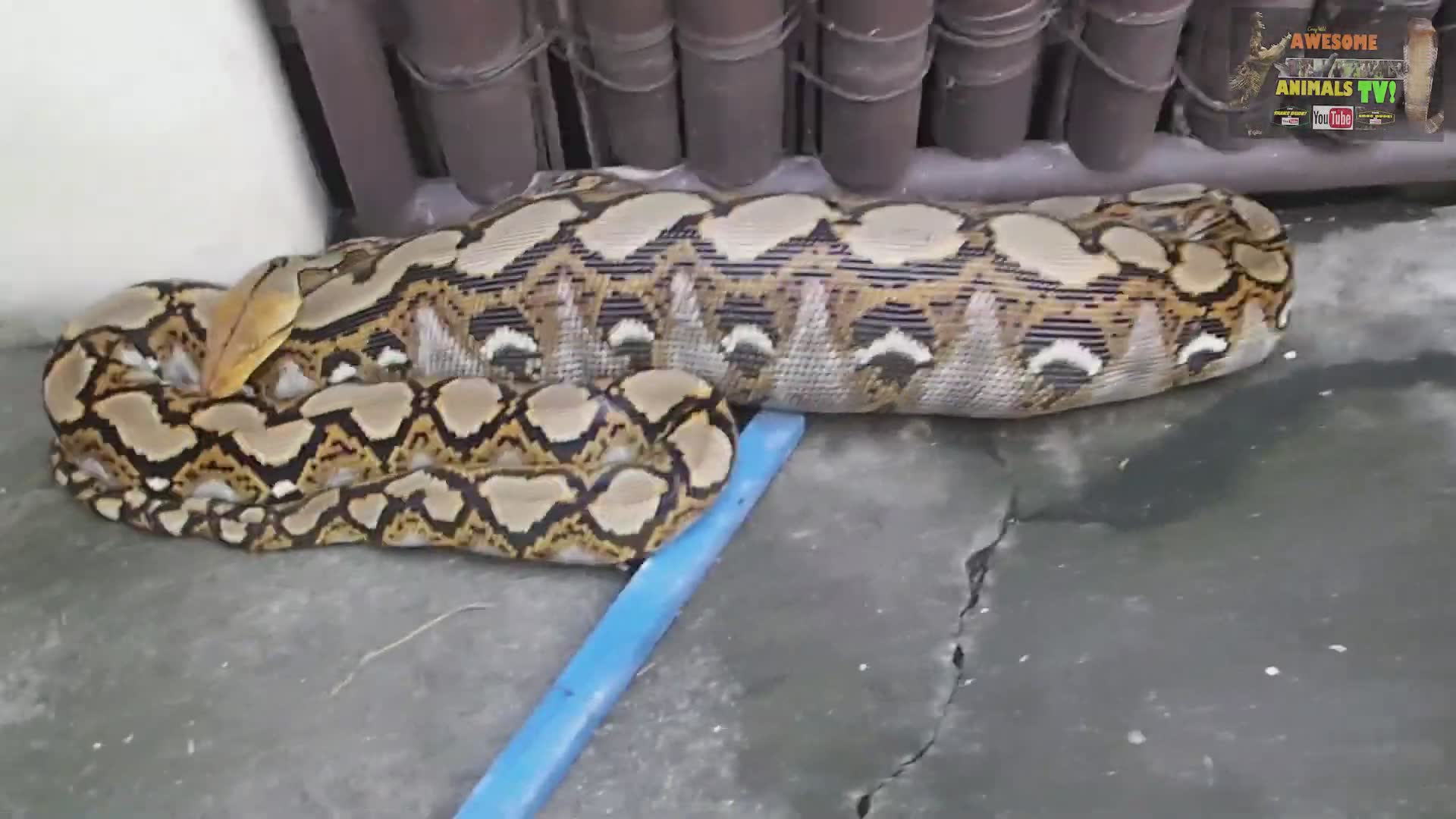 Techniques for safely capturing the world's largest snakes