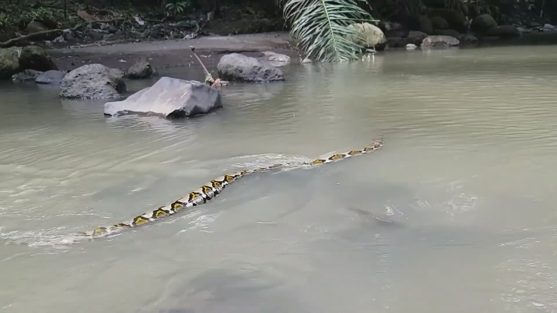 Finding massive snake species and reviewing bite incidents