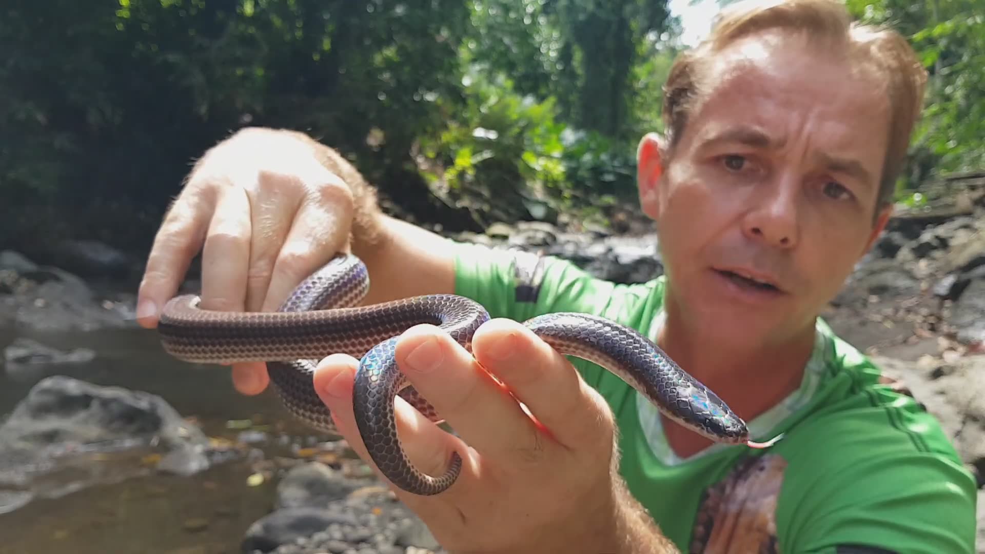 Documenting rare rainforest sunbeam snake in Bali