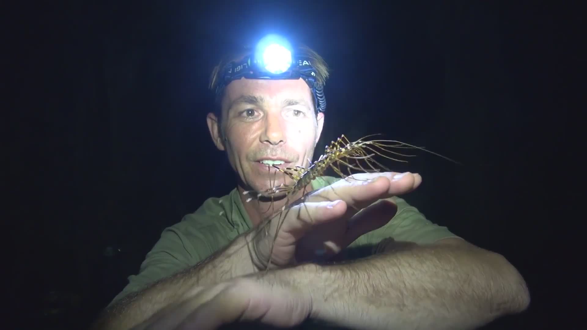 Examining whether house centipedes pose danger