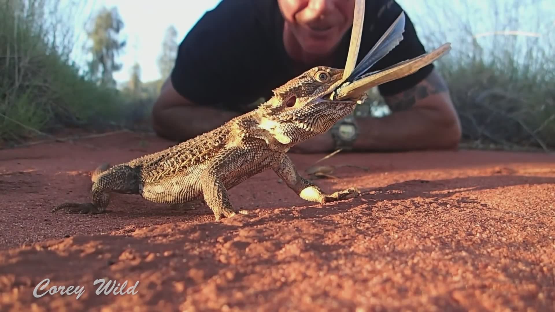 Bearded dragon as ideal beginner pet reptile